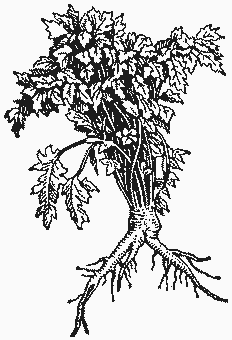 Петрушка листовая обыкновенная
