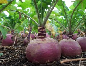 Брюква - картинка (Rutabaga - picture)