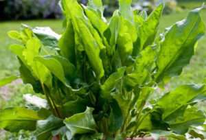 Щавель (sorrel)