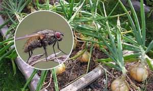 Борьба с овощными мухами (The fight against vegetable flies)